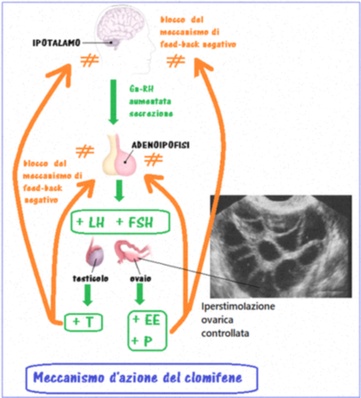 clomifene